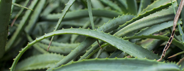 aloeapp content photo